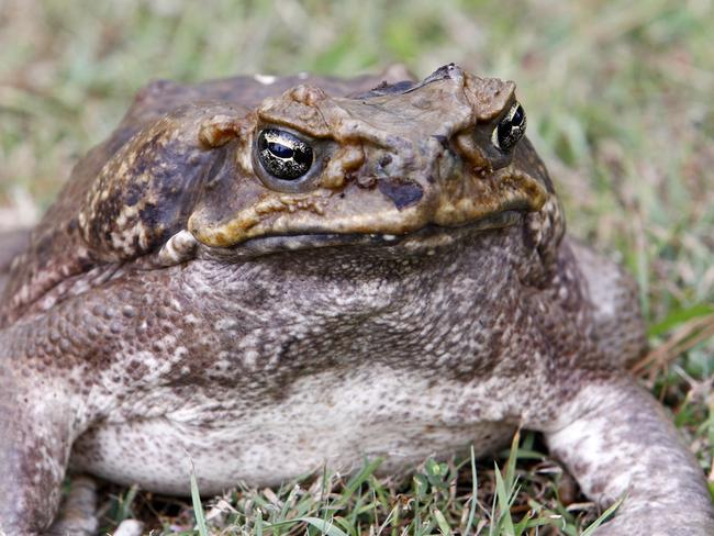 Can I use Dettol? How do I get them out of my yard? Cane toads explained