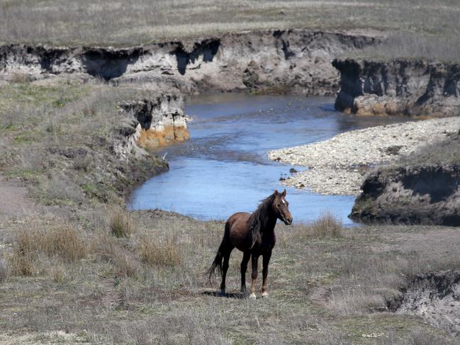 A wild brumby rests near a stream in the Kosciuszko National Park. Picture: Stephen Cooper