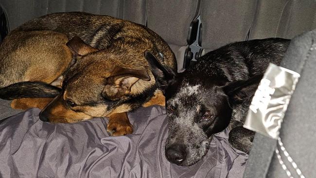 The couple’s dogs, Muttly and Pablo, were also caught up in the ordeal. Picture: Supplied