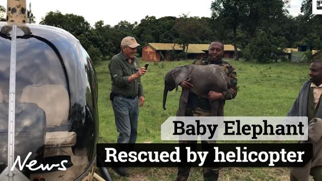 Baby elephant rescued by helicopter