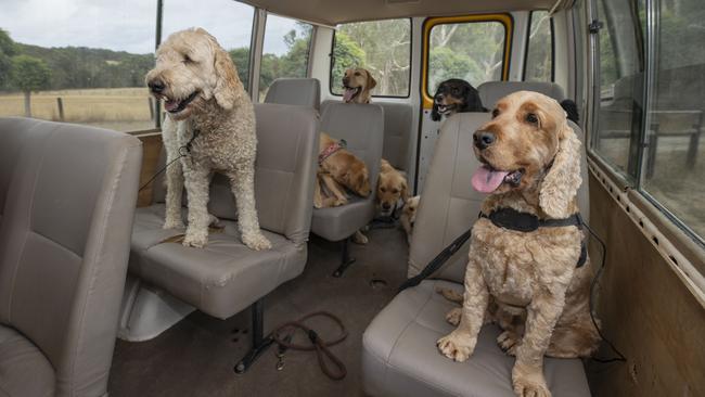 Sit! Good doggos! Adelaide Dog Farm Days on its way to the farm. Picture: Brett Hartwig