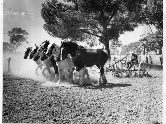 Mr Norman Merton of Hamilton, near Kapunda, who has no faith in tractors or trucks, pictured ploughing a section of his farm with his five-horse team, 09 Mar 1967.