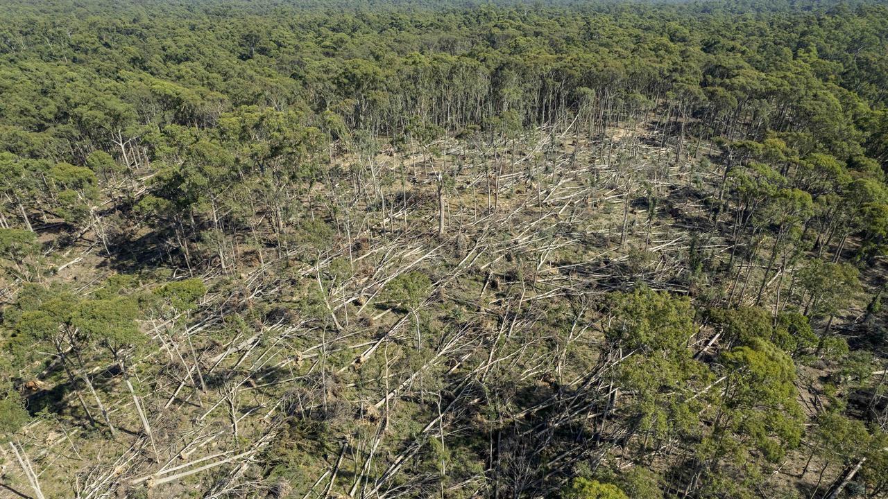 Last June’s storms bowled over thousands of trees in patches like this across the Wombat Forest. Picture: Zoe Phillips