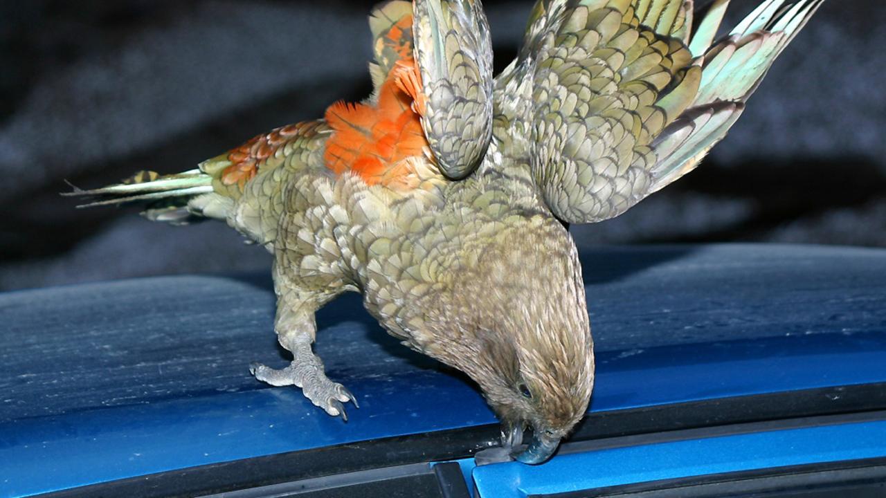 NZ’s fearless kea bird which is known to tamper with cars, drink beer and steal passports.