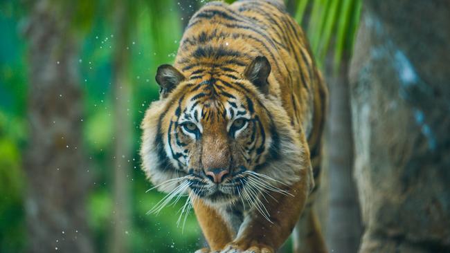 Tuan the Sumatran tiger died at Adelaide Zoo on Thursday.