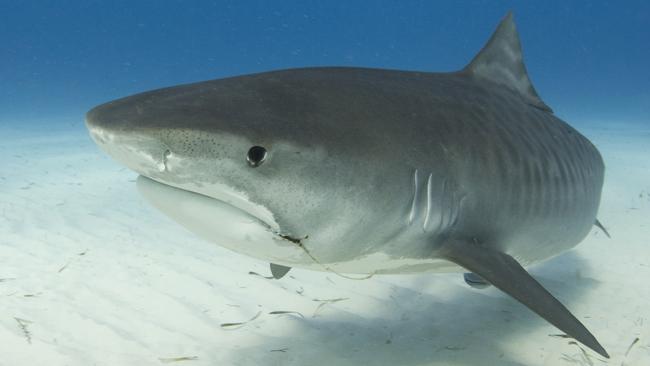 Ocearch researchers to tag and track tiger shark movements off the east ...