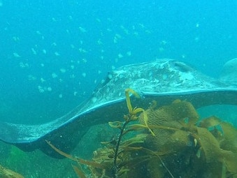 A stingray barb struck David Murphy while he was fishing. Picture: Simon Brooks