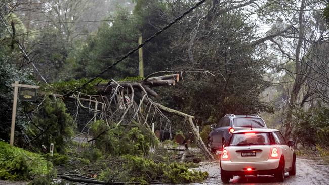 Wild winds brought trees down near Olinda. Picture: David Geraghty