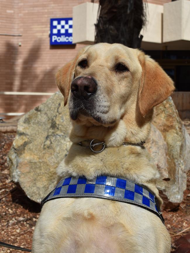 Drug Detector Dog ‘Yakka’ during a drug bust in Alice Springs. PHOTOS: NTPFES.