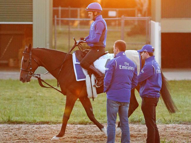 Scottish goes through his paces at Werribee. Picture: Mark Stewart