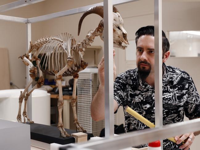 Exhibitions project officer Graham Parker carefully stores the animal display. Picture: Sam Ruttyn