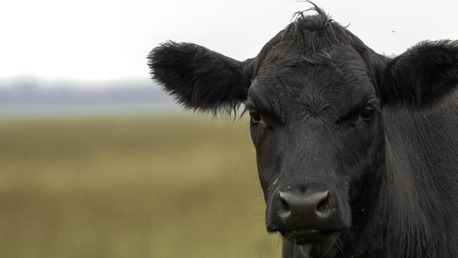 Image of beef cattle on pasture