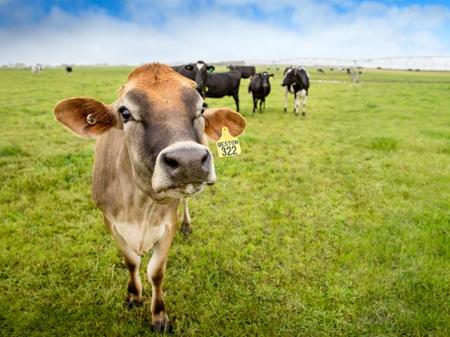 Beston dairy cows on the company's farms at Mt Gambier. Picture: SUPPLIED