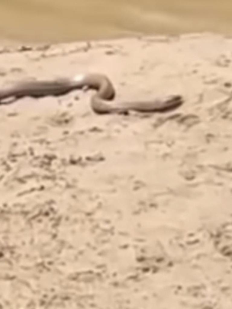 A tiger snake was seen on the edge of the water in Lorne. Picture: Instagram.