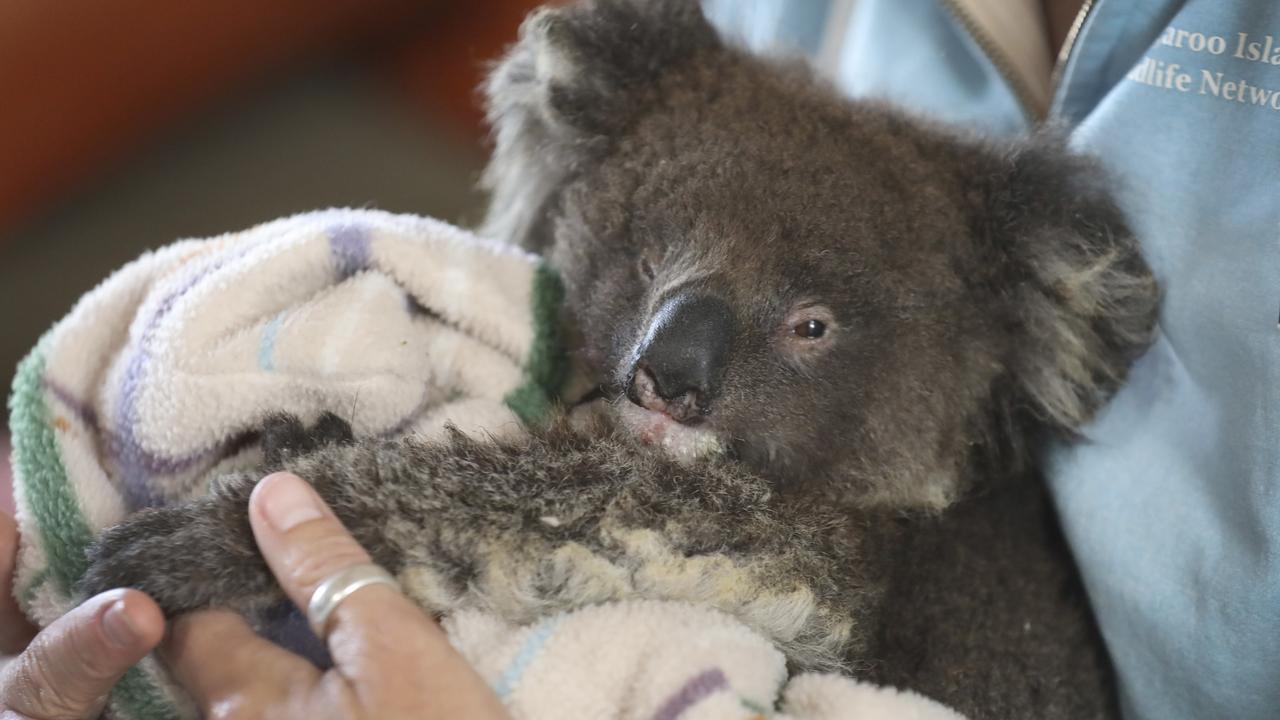 Kangaroo Island fires destroy habitats of many threatened animal ...