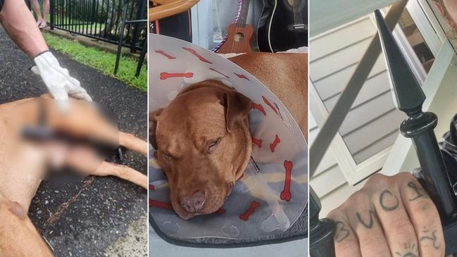 Punter the dog receives help from the Ipswich community after being impaled by a fence in what has been described as a freak accident.