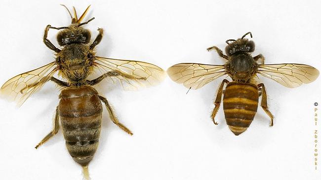 The European honey bee (Apis mellifera) is on the left; the Asian honey bee (Apis cerana)