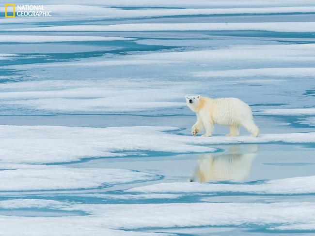 Polar Bear Reflection ... As we cruised the ice fields near Prince Regent Inlet in the Canadian high arctic we came across a lone Polar Bear wandering across the ice seeking a meal. Picture: Bill Klipp/2016 National Geographic Nature Photographer of the Year