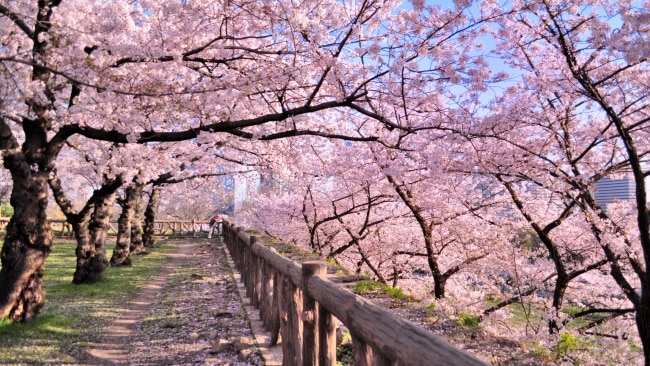 Tracing Japan's Cherry Blossom Peak Across the Country