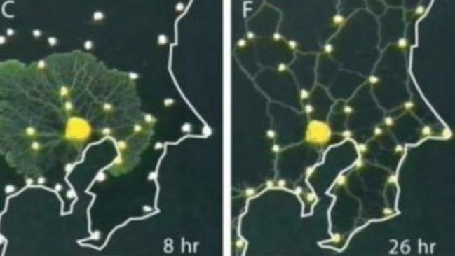 Placed on a map of Tokyo, with piles of oats standing in for major stations, the slime mould made a network uncannily similar to the city’s existing rail lines. Picture: Science/AAAS