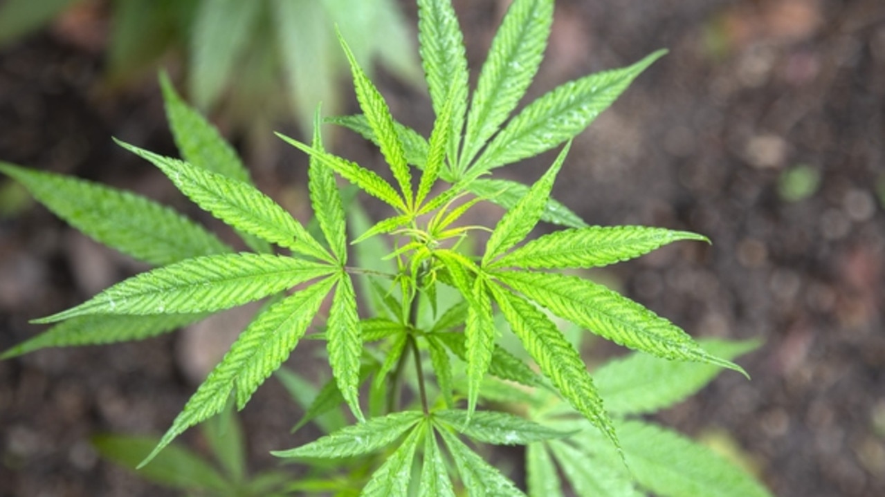Medical cannabis market in good health Herald Sun