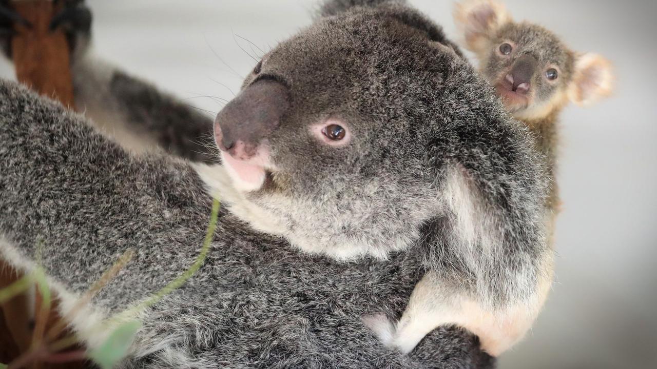 We once killed 600,000 koalas in a year. Now they're Australia's 'teddy  bears'. What changed? - ABC News