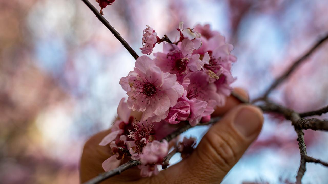 Cherry blossoms are usually in bloom for a month. Picture: Christian Gilles