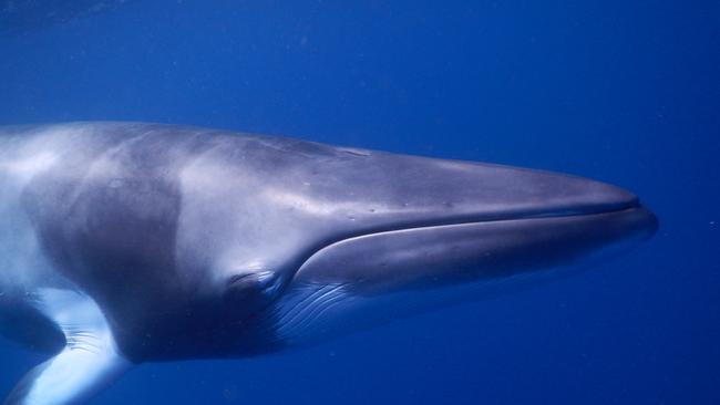 Port Douglas to Cairns dive for research on dwarf minke whales | The ...