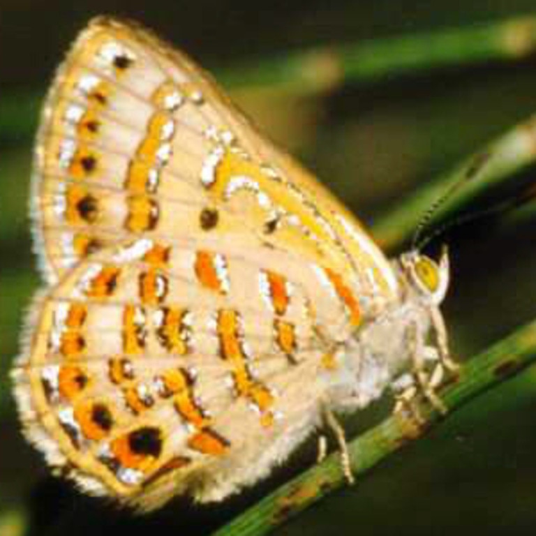 The Bulloak Jewel Butterfly is an endangered Aussie butterfly species.