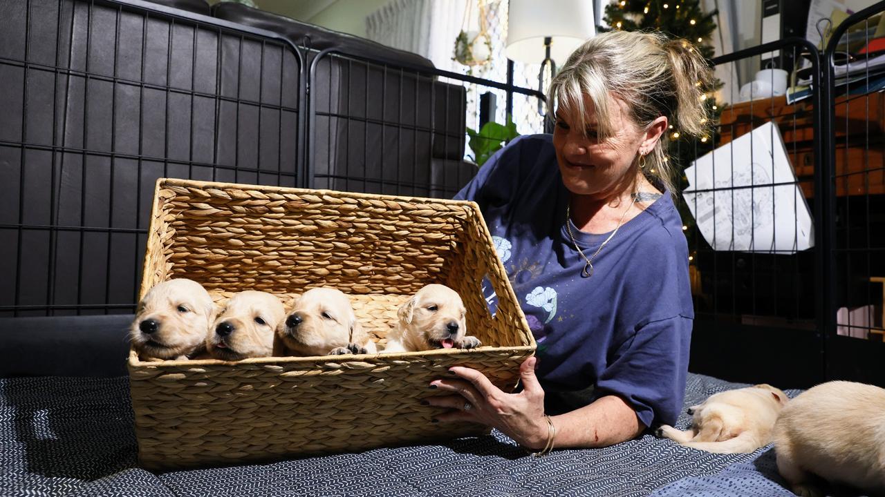 Teens charged after four puppies stolen from Gordonvale | The