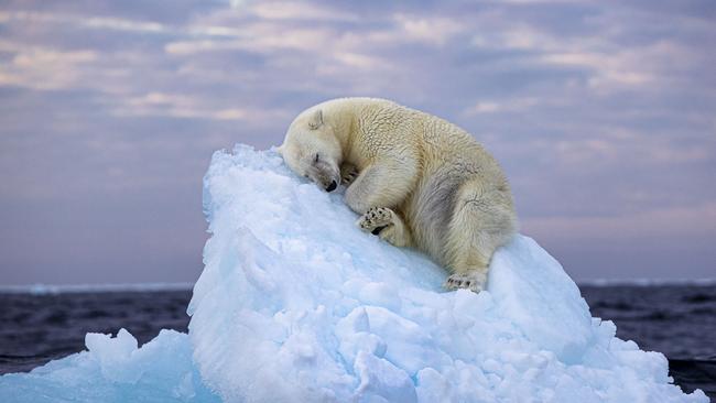 EMBARGO FOR DAILY TELEGRAPH UNTIL 11AM, WEDNESDAY 29 NOVEMBER. , , Must credit Photographer’s name / Wildlife Photographer of the Year., ,  ©Nima Sarikhani, Wildlife Photographer of the Year.Ice Bed by Nima Sarikhani, UKA polar bear carves out a bed from a small iceberg before drifting off to sleep in the far north, off Norway’s Svalbard archipelago.Having spent three days desperately searching for polar bears through thick fog in the far north off Norway’s Svalbard archipelago, the expedition vessel Nima was on decided to change course. It turned and headed to the southeast, where there was still some sea ice. Here they encountered a younger and an older male and watched the pair over the following eight hours. Just before midnight, the young male clambered onto a small iceberg and, using his strong paws, clawed away at it to carve out a bed for himself before drifting off to sleep.Location: Off Norway’s Svalbard archipelago, Norway.Technical details: Canon EOS-1D X Mark III + 70–200mm f2.8 lens at 200mm; 1/500 at f5; ISO 400