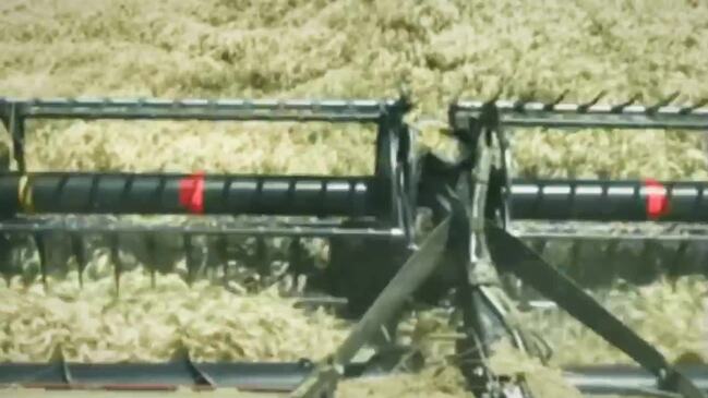 Harvesting a bin-busting wheat crop