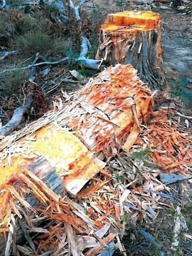 Illegal wood hooking is still a significant problem across the state, Greens leader Cassy O’Connor says.