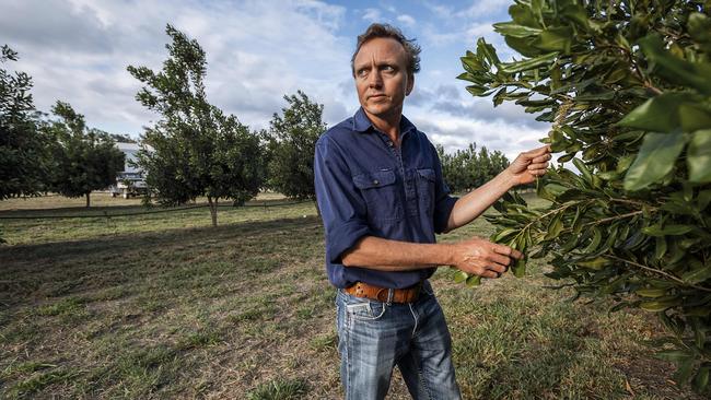 Farmer Andrew Lewis chose the property near Bundaberg to plant macadamia nut trees because of its access to water from Paradise Dam. Picture: John Wilson.