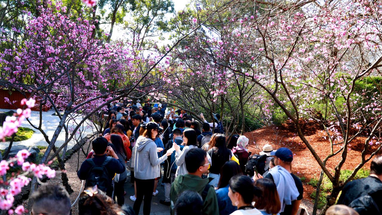 The crowd enter the cherry blossom walk at the Cherry Blossom Festival in Auburn. (AAP IMAGE / Angelo Velardo)