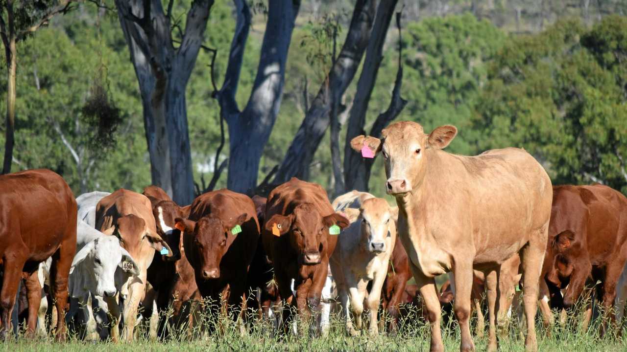 Anthrax Kills 80 Head Of Cattle On Queensland Property The Courier Mail   74e332811e48f6fcda10fd2cb5d5de2a