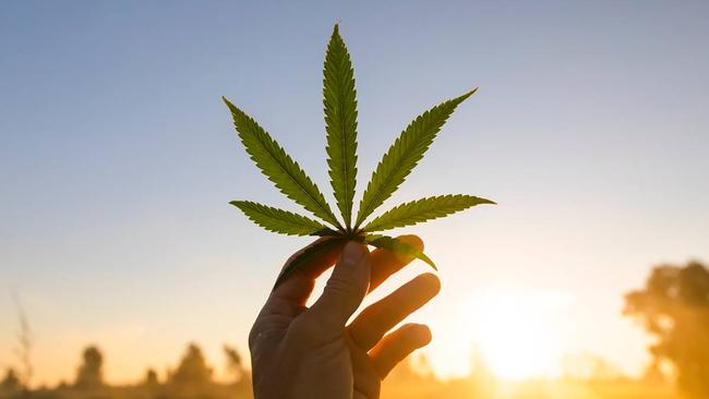 Vitura Health says it has potted a beauty with its latest medical cannabis acquisition. Pic via Getty Images