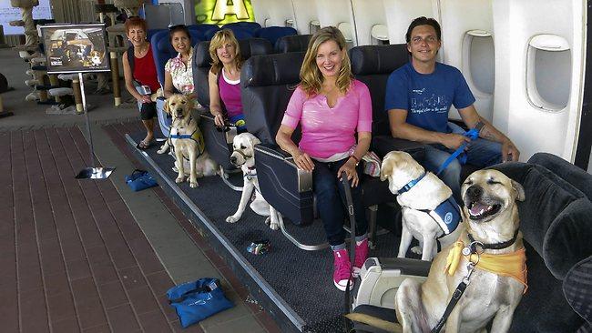 Pets Learning to Fly