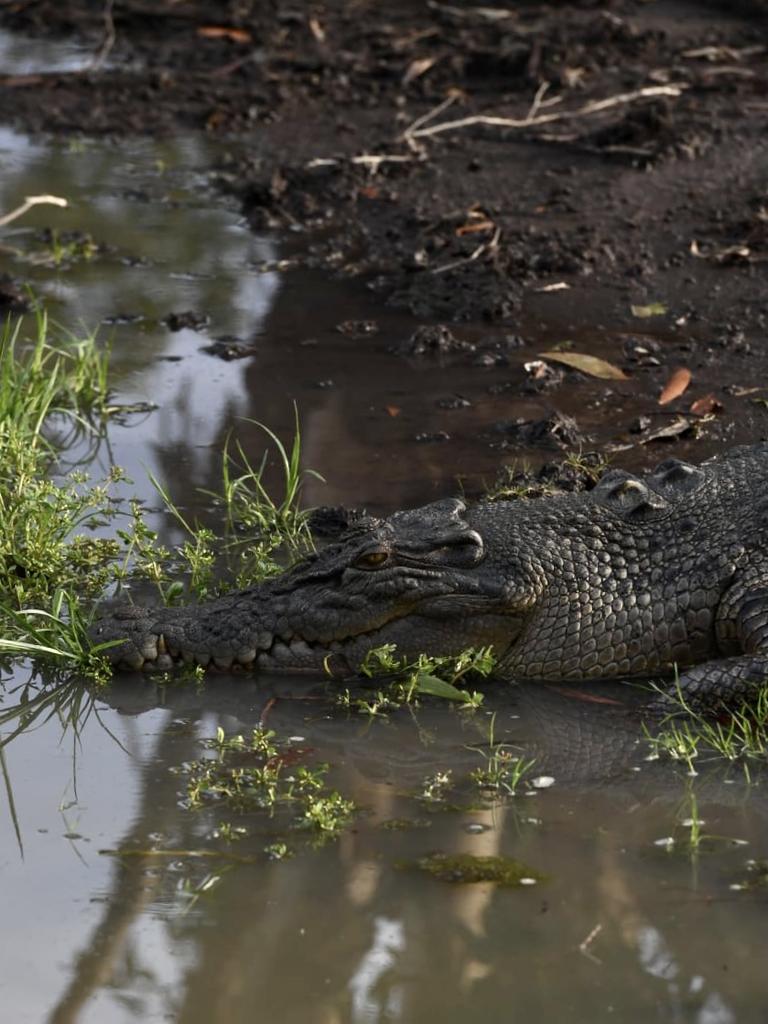 Saltwater croc Kakadu's Yellow River Billabong. Picture: (A)manda Parkinson