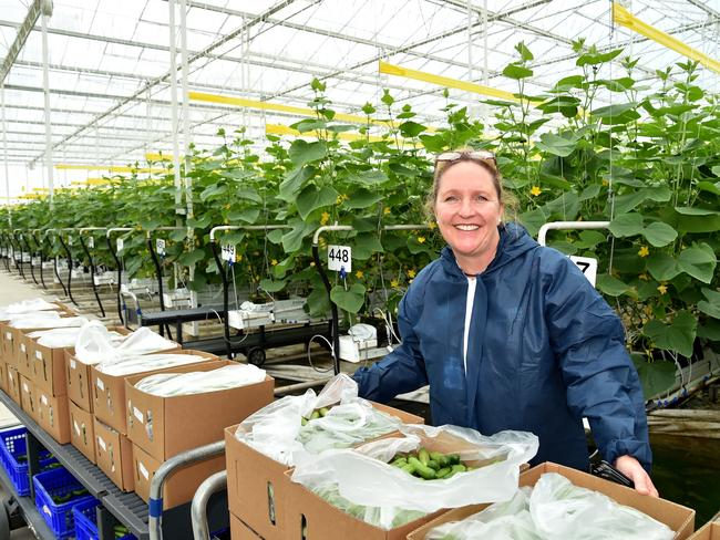 Gerry Harvey’s Cucumber Farm At Peats Ridge Supplying Major Retailers 