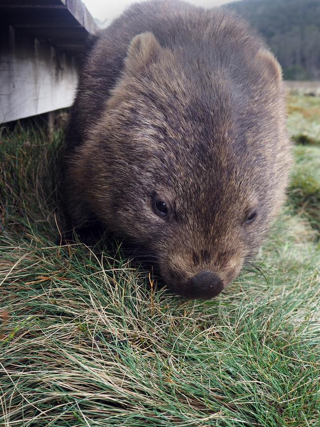 We see plenty of wombats grazing near the duckboard start of Overland Track near Ronny Creek at Cradle Mountain. Picture: SEANNA CRONIN