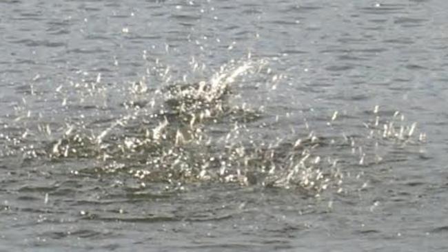 Jelly prawns showering out of the water as they are hunted by hungry predators at Buffalo Creek. Picture for Hiro Nakamura fishing column