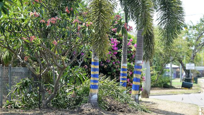 A car crashed into these palm trees and a frangipani bush on Tibarri St Kirwan. PICTURE: MATT TAYLOR.