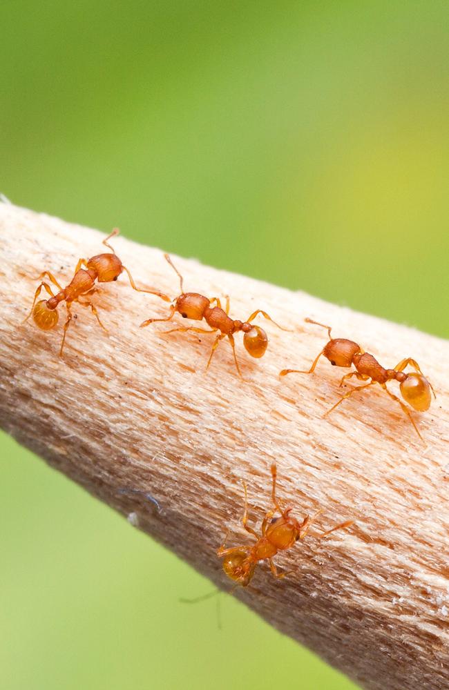 Electric ants seen to scale on the tip of a pencil. Biosecurity Queensland is continuing its efforts to eradicate the pest from Queensland.