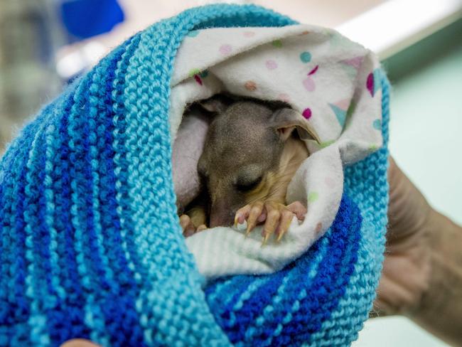 A common brushtail possum at the Currumbin Wildlife Hospital. Picture: Jerad Williams