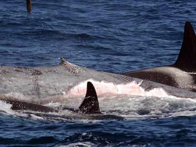 A pod of Orcas have been sighted hunting and killing the worlds largest animal off the shores of Western Australia. , , The female led pod otherwise known as ‘killer whales’ were sighted 500km southeast of Perth. , , , The pod of 14 Orcas were discovered mauling a healthy adult blue whale just 40km off the shores of Bremer Bay.  Picture: Flinders University