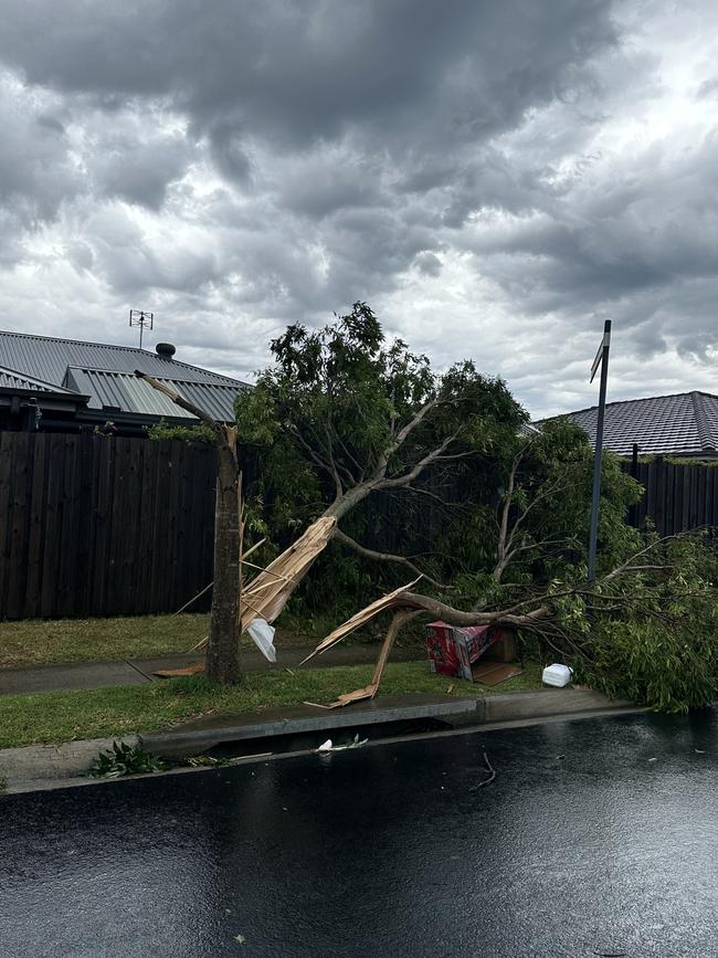 A tree in Appin snapped in half by the storm. Picture: NSW SES