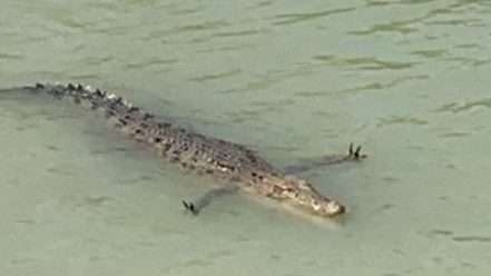 Facebook users speculated over this crocodile’s unique behaviour.