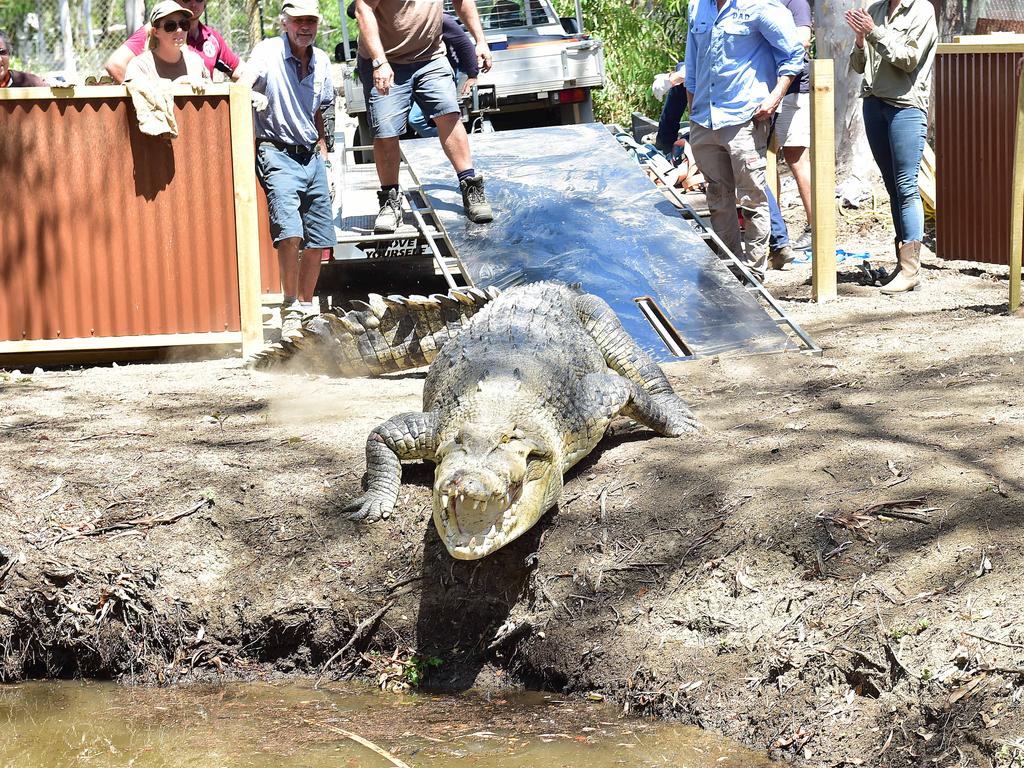 Billabong Sanctuary's new croc Krakatoa arrives to his new home. Picture: Shae Beplate.