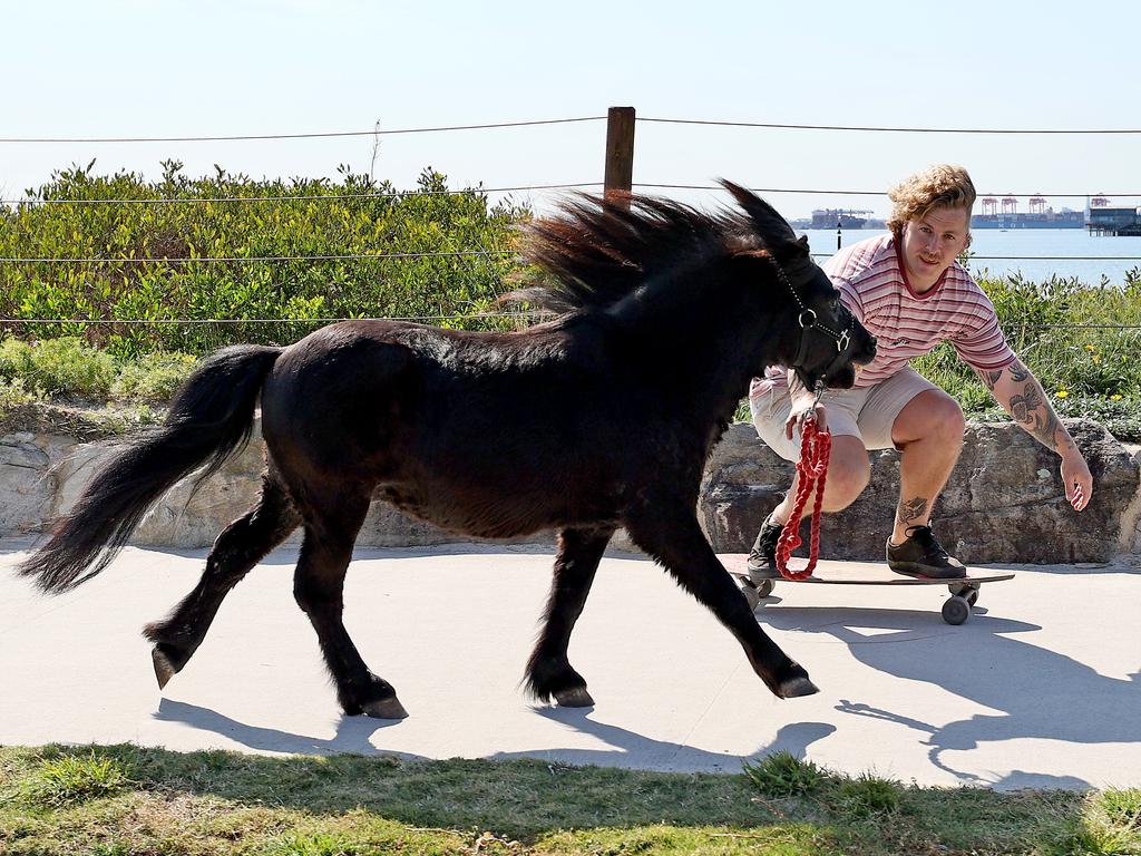 Shane Hendricks takes his miniature horse Jimmy for a run along Prince Charles Parade at Kurnell while he skate boards along side. The pair have delighted locals for around 10 years with their unusual outings. Picture: Toby Zerna